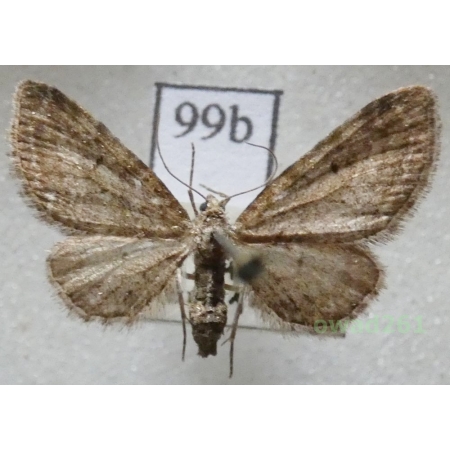 Eupithecia vulgata (Haworth, 1809) Czech99b